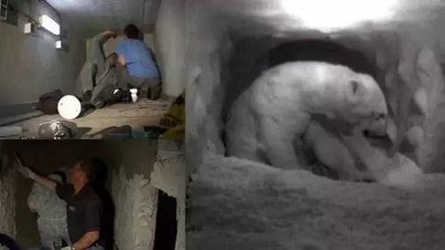 云歌爆料北极熊视频大全,北极熊生活瞬间,高清视频大全呈现 第1张 云歌爆料北极熊视频大全,北极熊生活瞬间,高清视频大全呈现 第1张